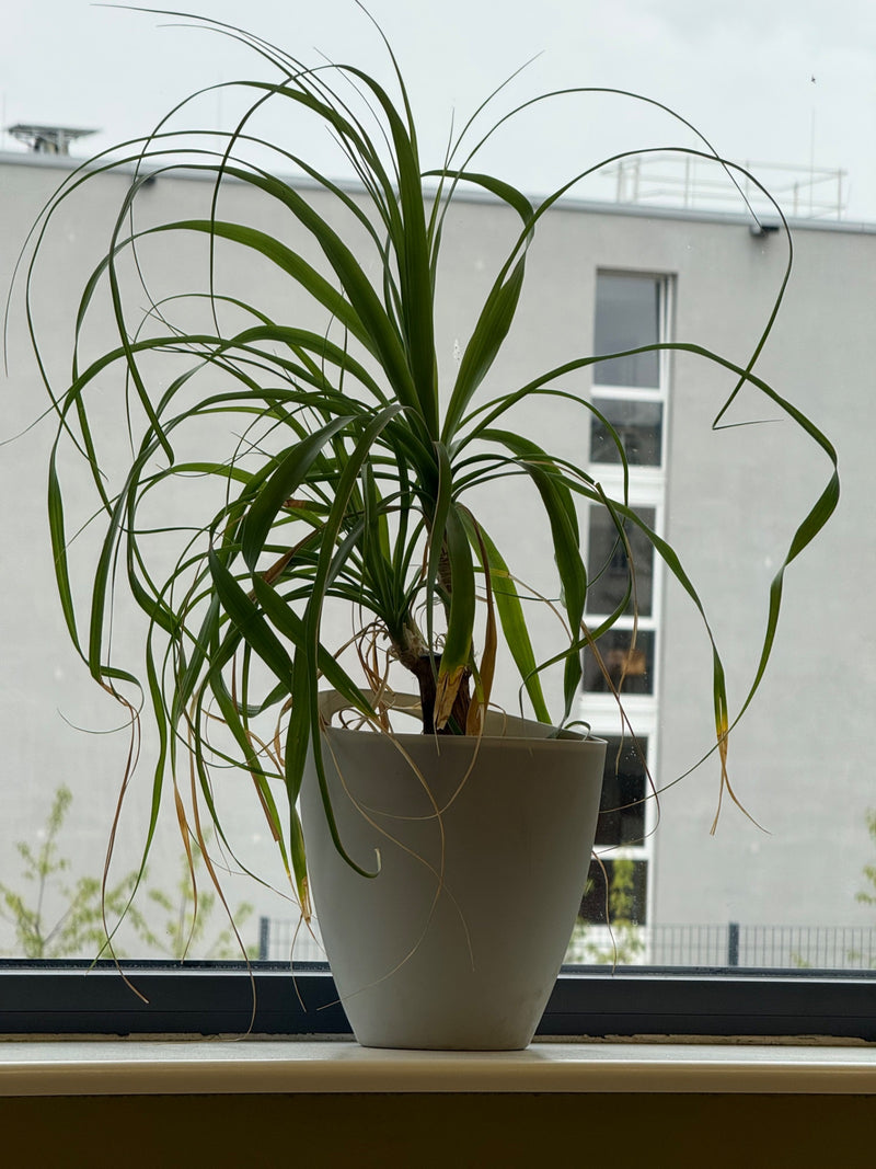 Elefantenfuss — Bild 1