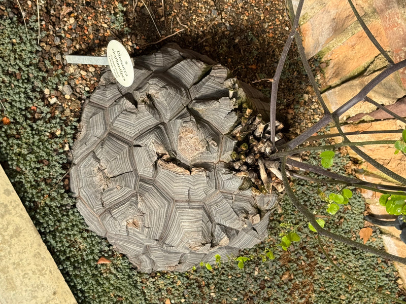 Elefantenfuß — Bild 1 von 4
