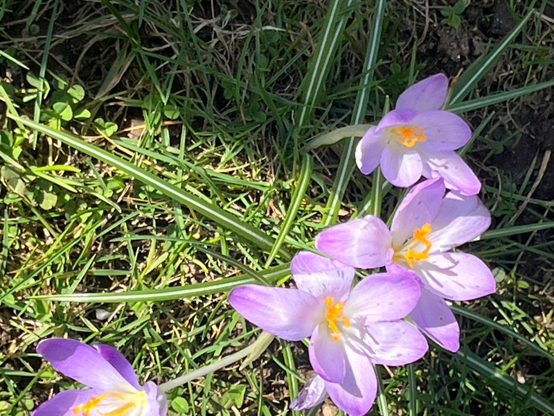 Elfen-Krokus — Bild 2
