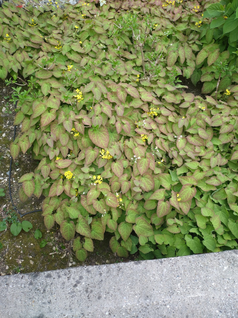Elfenblume — Bild 4