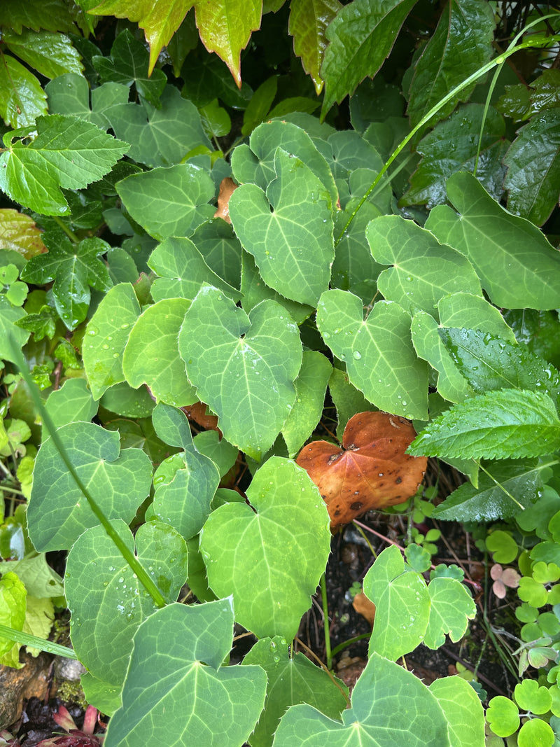 Elfenblume — Bild 3