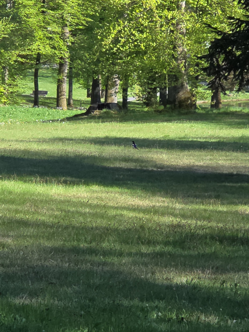 Elster — Bild 1