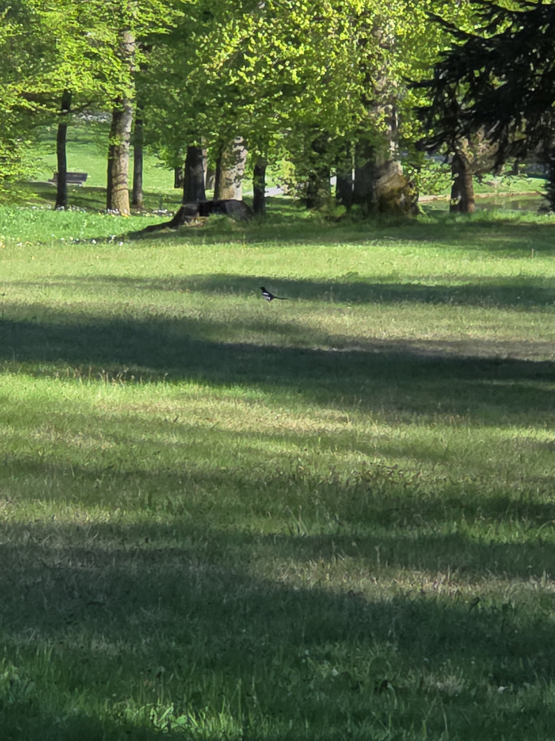 Elster — Bild 2