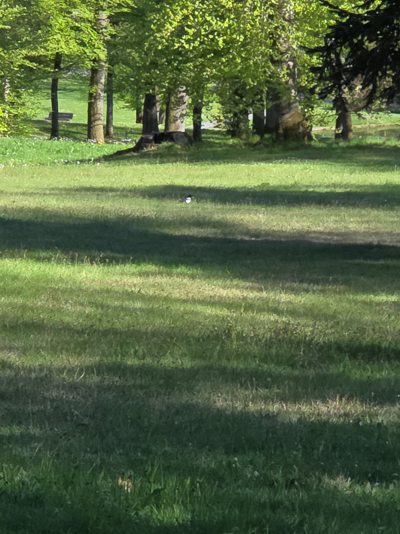 Elster — Bild 3