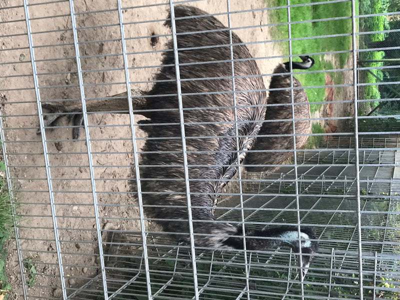 Emu — Bild 1 von 1