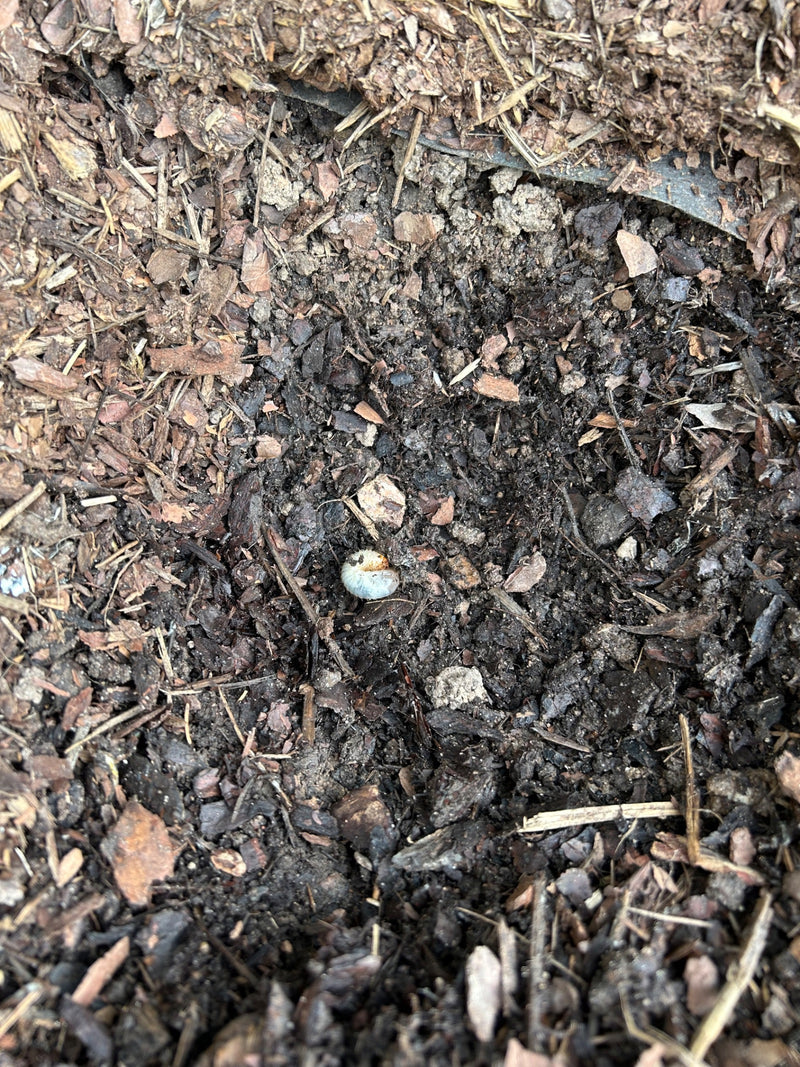 Blatthornkäfer — Bild 3