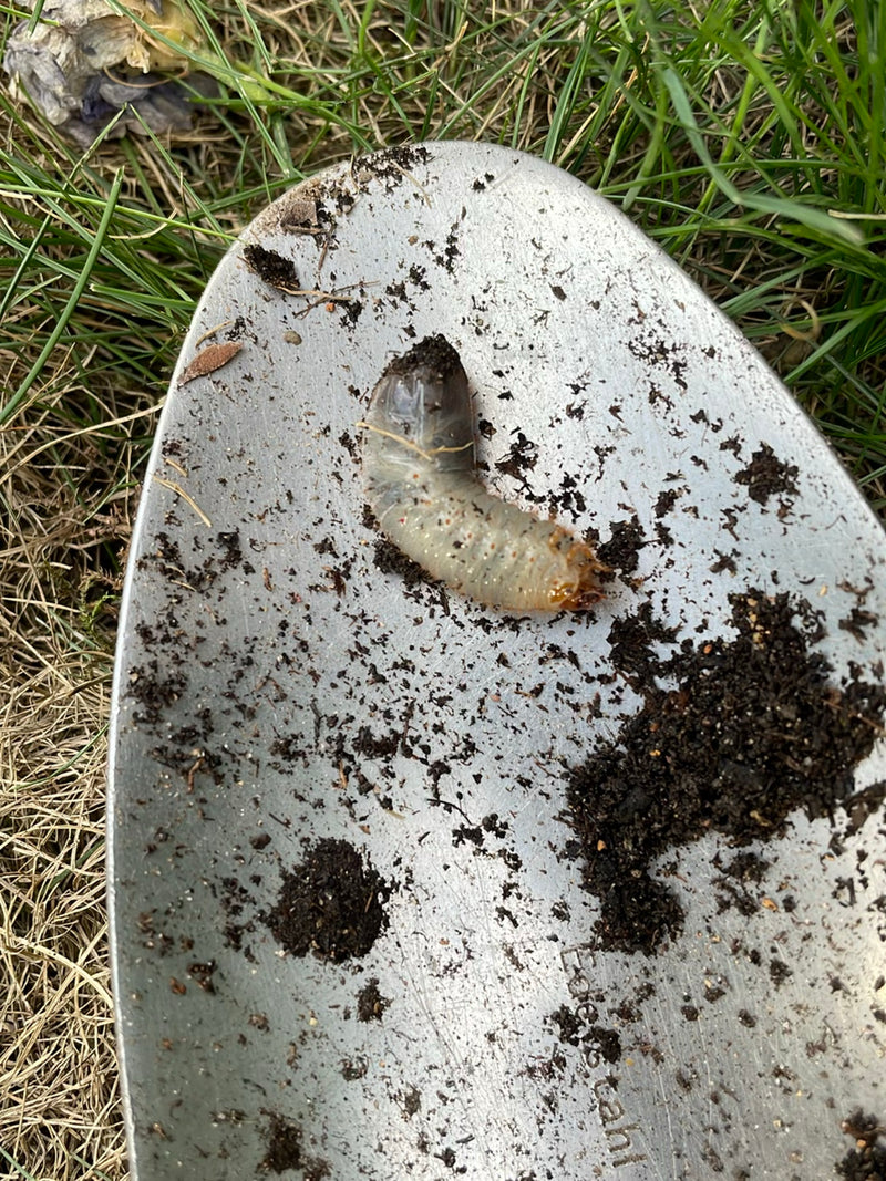 Auf einer Gartenschaufel liegt die gekrümmte Larve (Engerling) eines Blatthornkäfers. Das Tier ist gut erkennbar.
