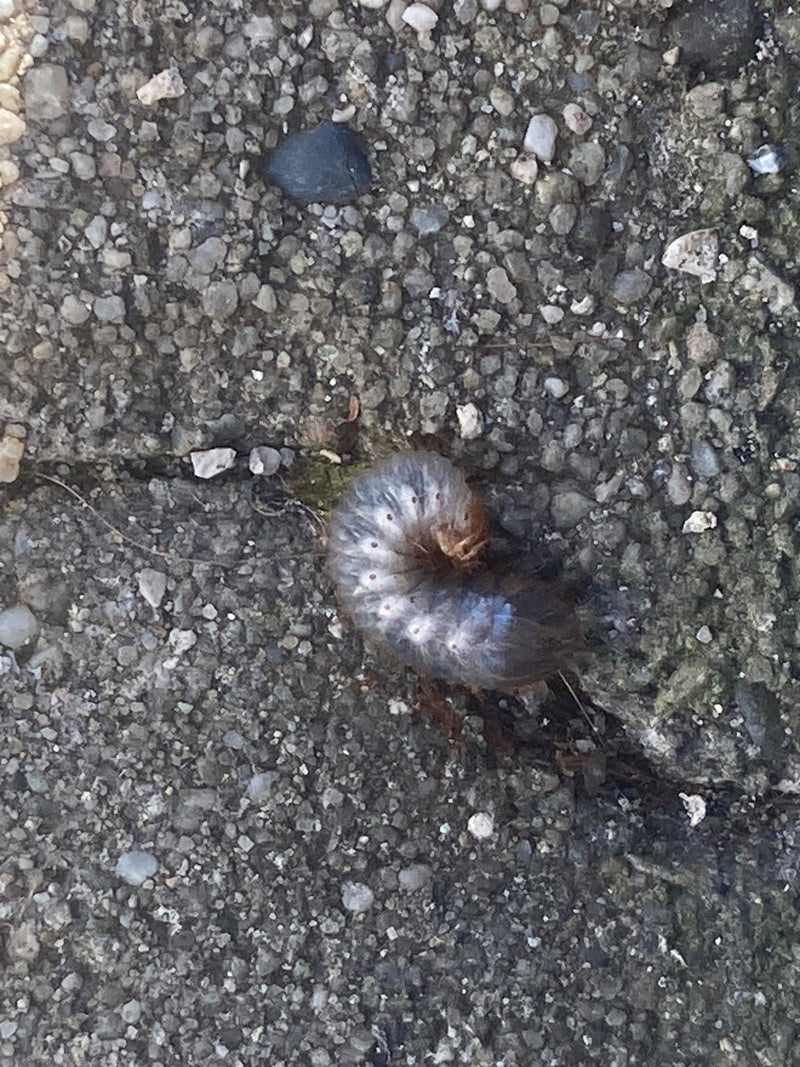 Blatthornkäfer — Bild 4