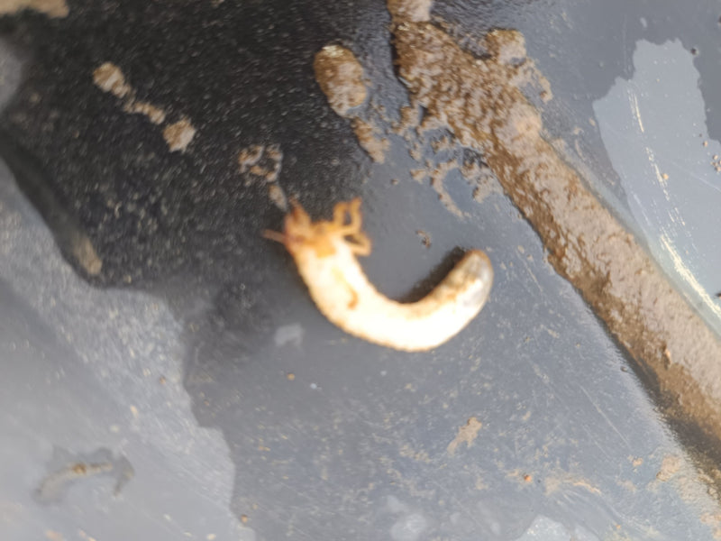 Blatthornkäfer — Bild 2