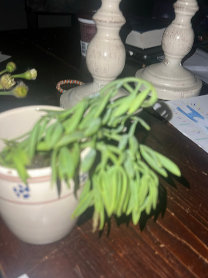 Erbsenpflanze — Bild 3