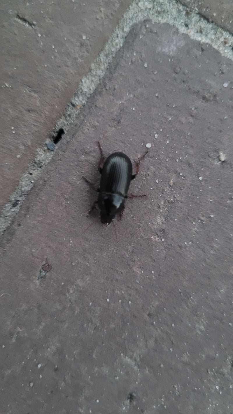 Schnellläufer Käfer — Bild 1