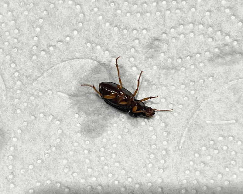 Schnellläufer Käfer — Bild 5