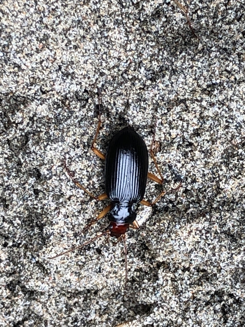 Schnellläufer Käfer — Bild 1