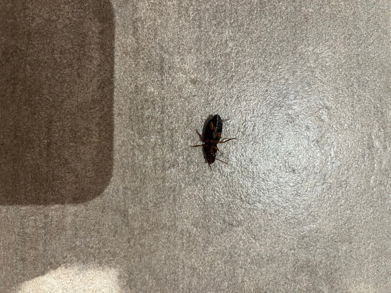 Schnellläufer Käfer — Bild 3