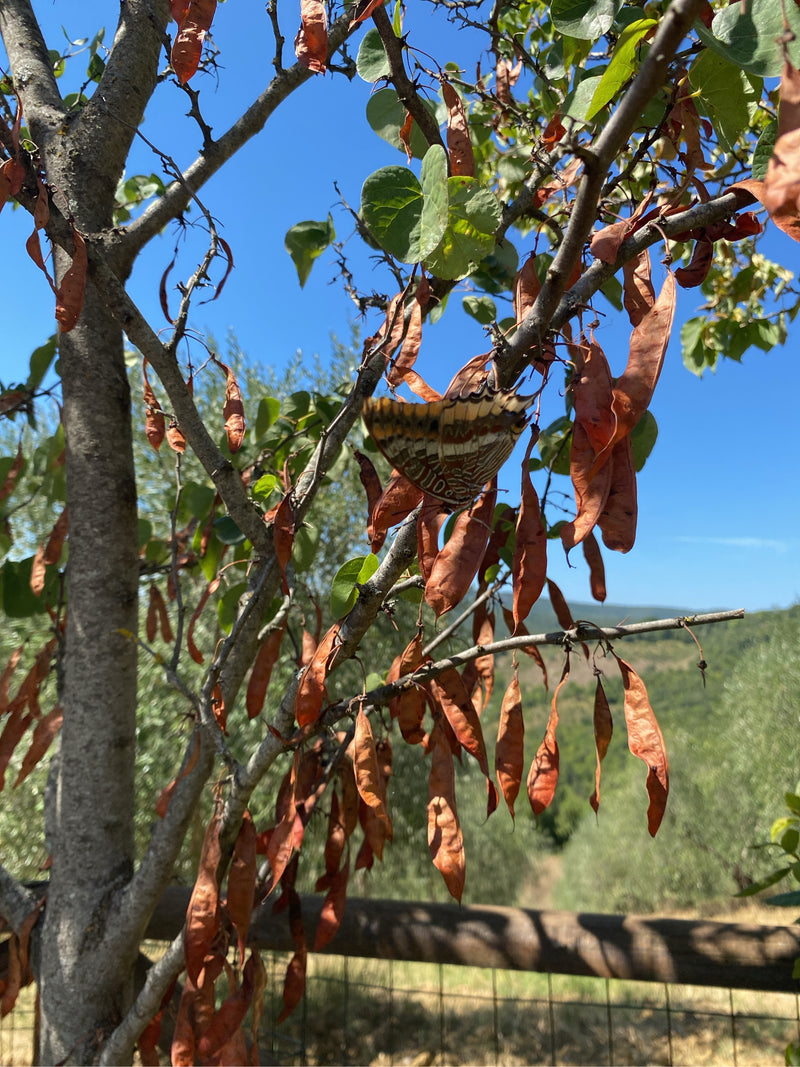 Erdbeerbaumfalter — Bild 2