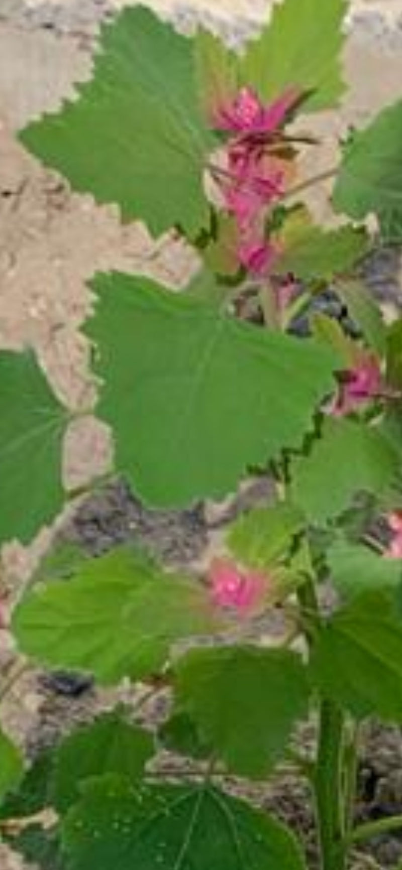 Auf dem Bild ist ein Erdbeerspinat mit grünen, gezähnten Blättern und auffälligen pinken Fruchtständen zu sehen. Die Pflanze steht auf einem trockenen Unterg...