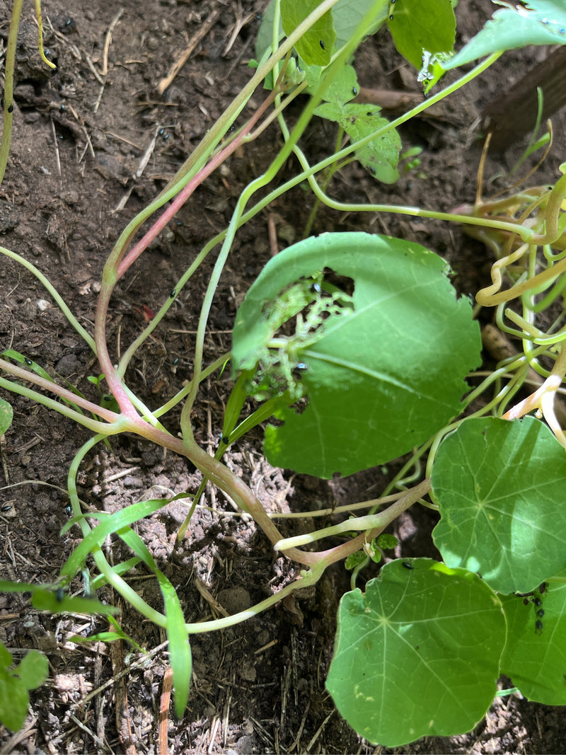 Erdfloh — Bild 1