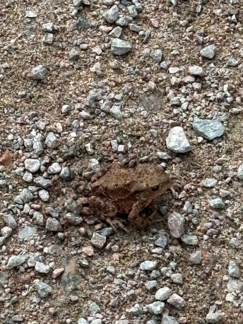 Erdkröte — Bild 3