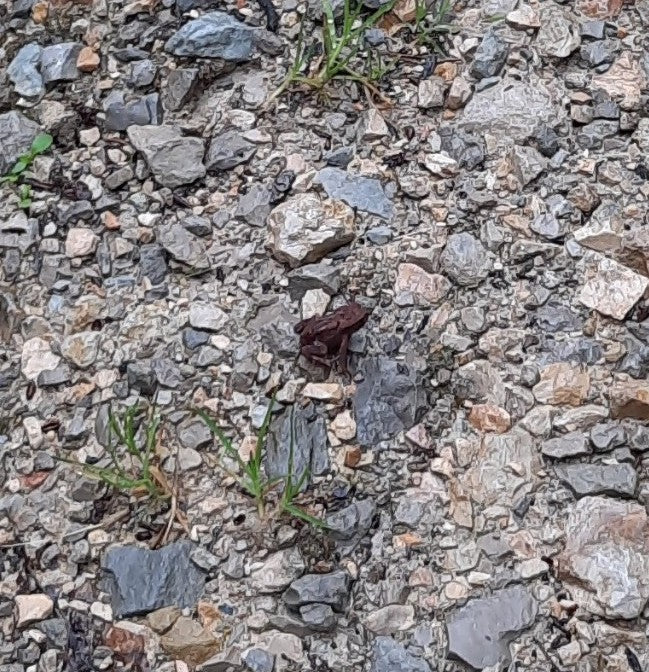 Erdkröte — Bild 5