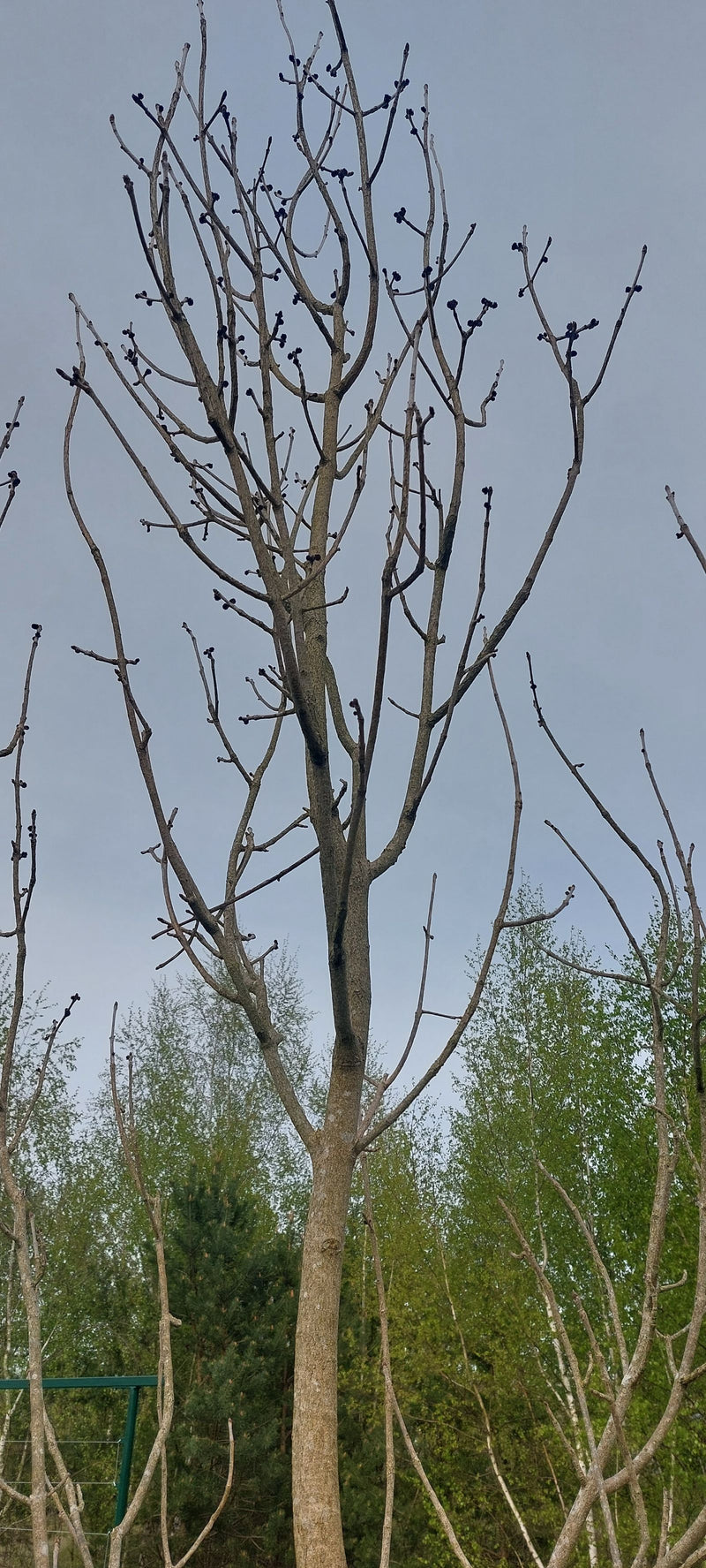 Gemeine Esche — Bild 5