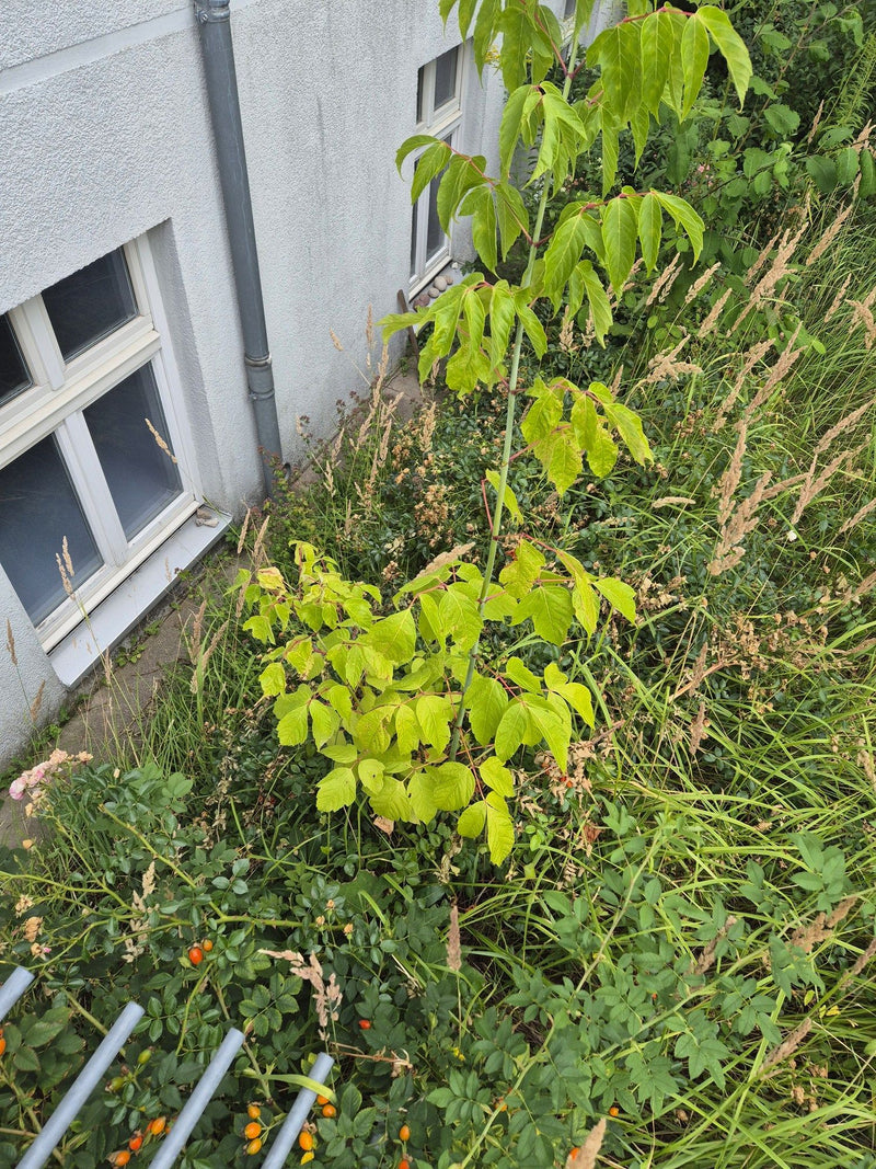 Eschen-Ahorn — Bild 3