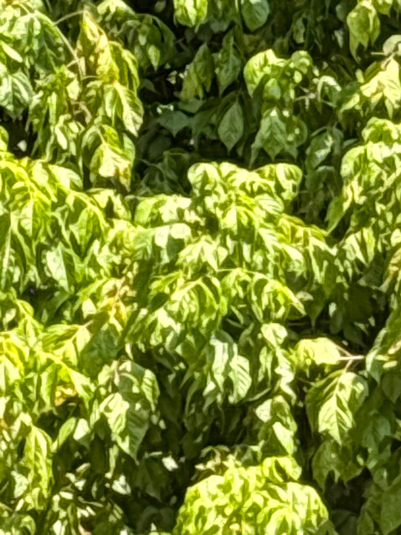 Eschen-Ahorn — Bild 5