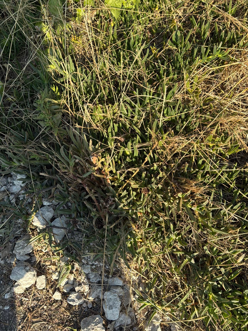 Essbare Mittagsblume — Bild 4 von 13