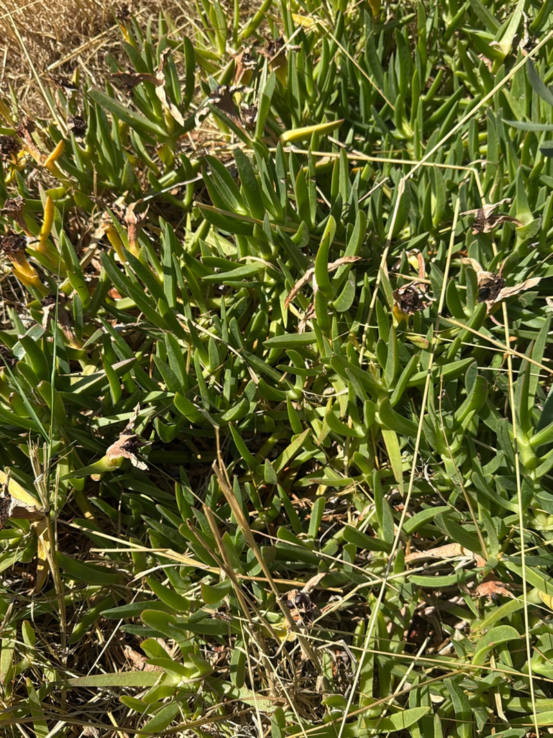 Essbare Mittagsblume — Bild 5 von 13