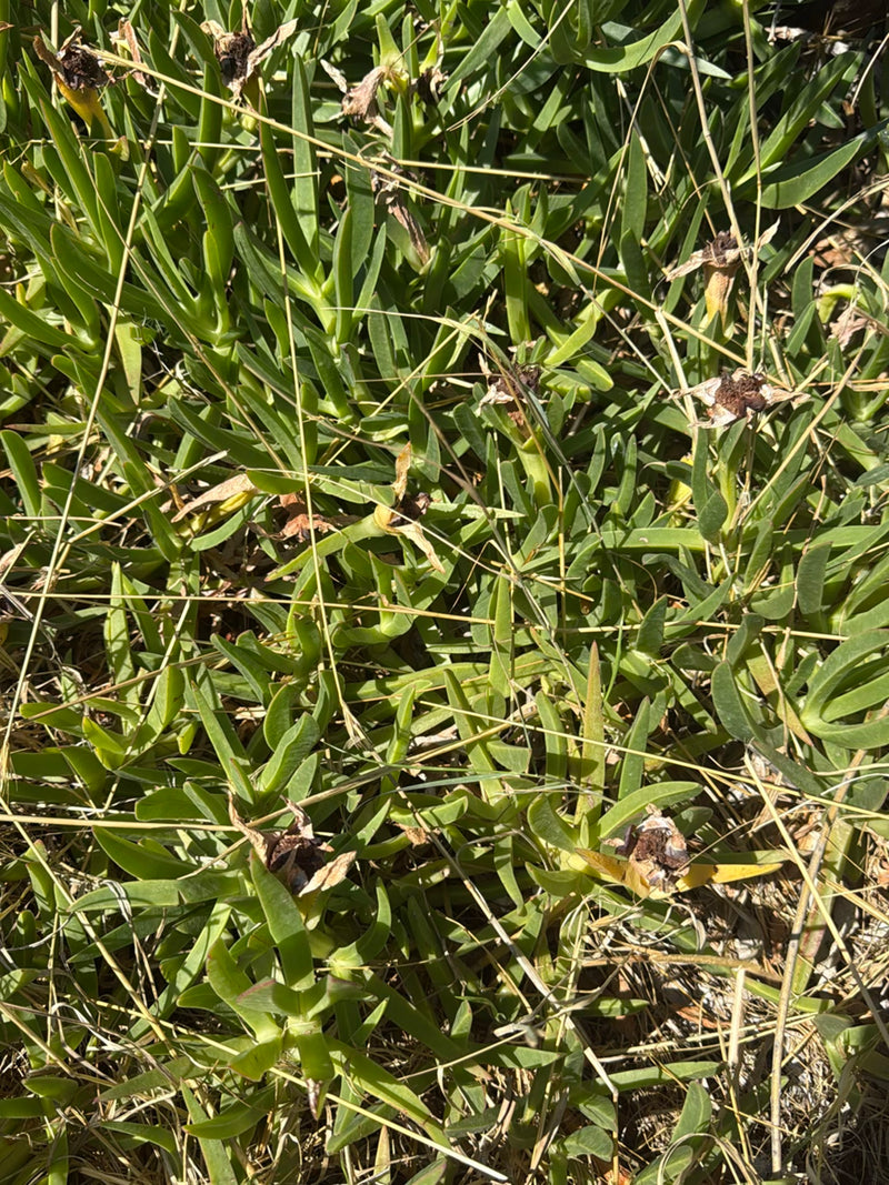 Essbare Mittagsblume — Bild 3 von 13