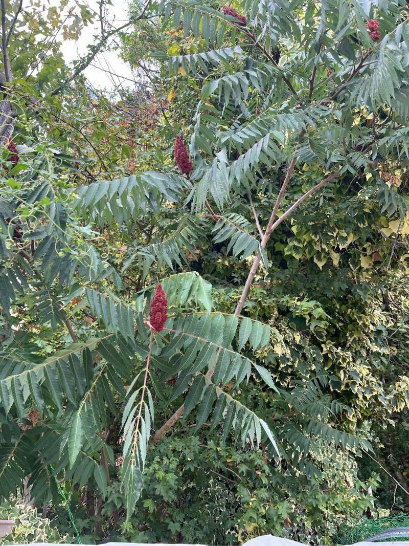 Essigbaum — Bild 1