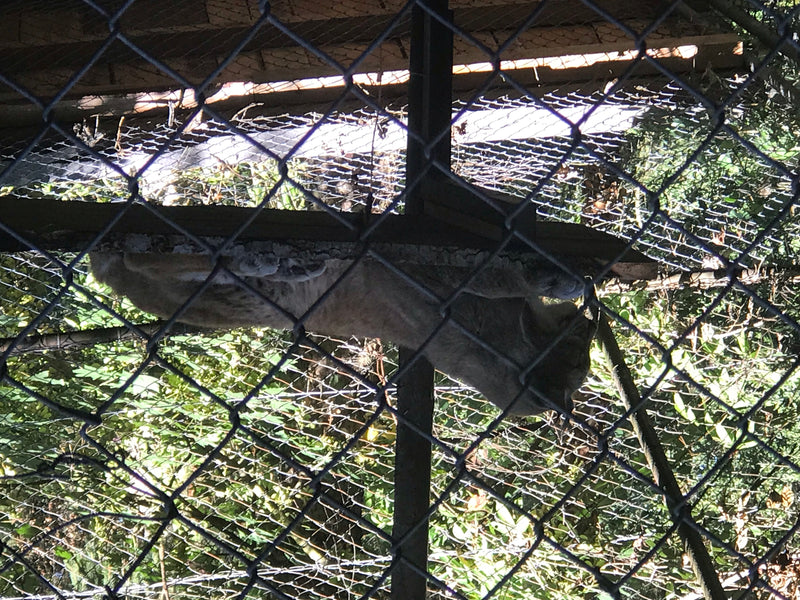 Eurasischer Luchs — Bild 1 von 1