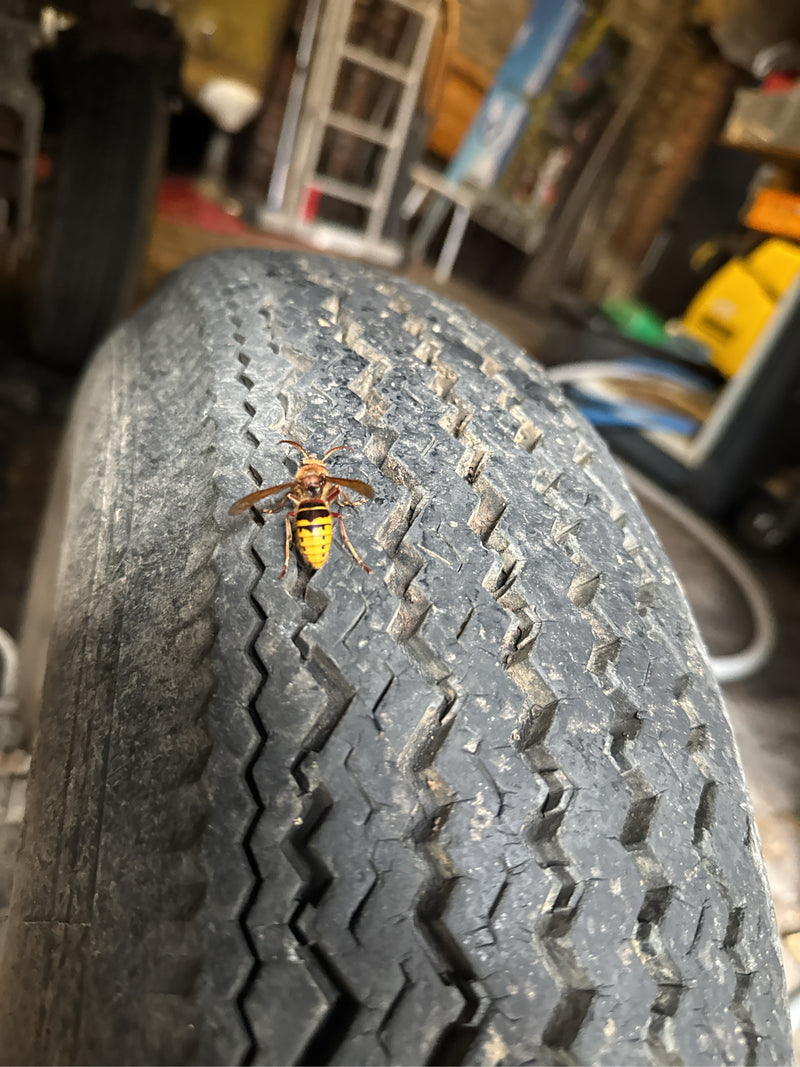 Eine Hornisse sitzt auf dem Profil eines alten Autoreifens in einer Werkstatt. Das Insekt ist gut erkennbar und ruht auf der gummierten Oberfläche.