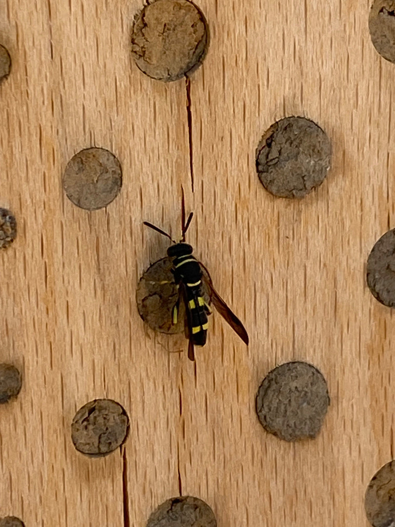 Mauerwespe (Gattung) — Bild 3
