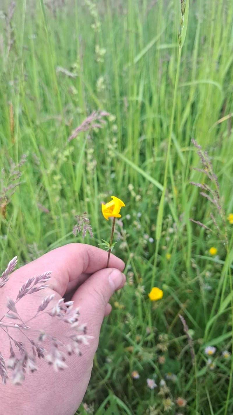 Europäische Trollblume — Bild 1