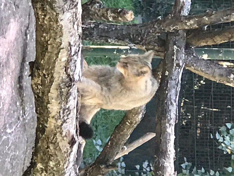 Europäische Wildkatze — Bild 1 von 1