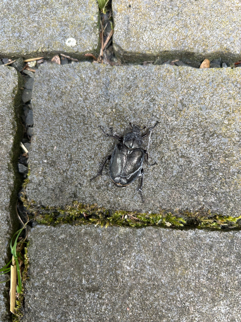 Europäischer Nashornkäfer — Bild 5