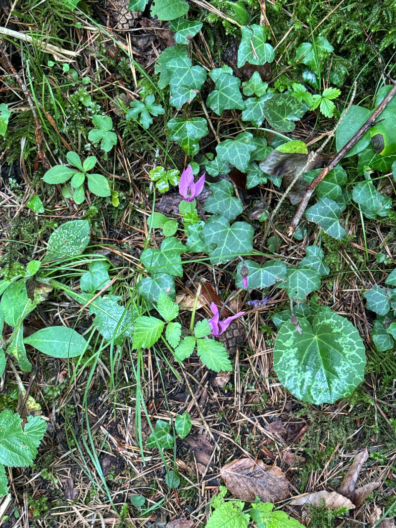 Alpenveilchen — Bild 1