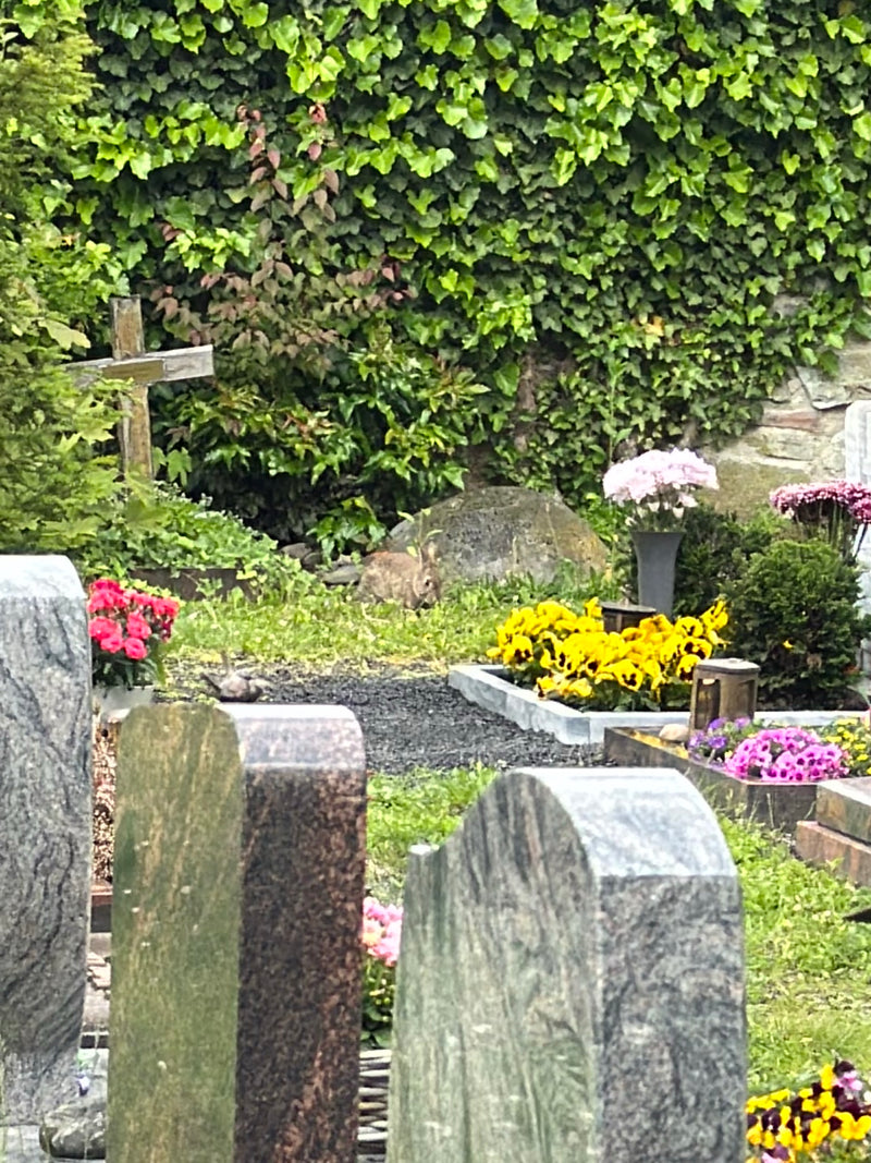 Ein Wildkaninchen sitzt auf einem Friedhof vor einer dicht mit Efeu bewachsenen Wand. Im Vordergrund sind Grabsteine und Blumenbeete zu sehen.