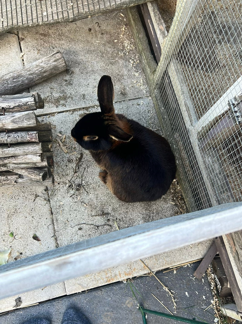 Ein Wildkaninchen sitzt auf Steinplatten in einem Gehege.