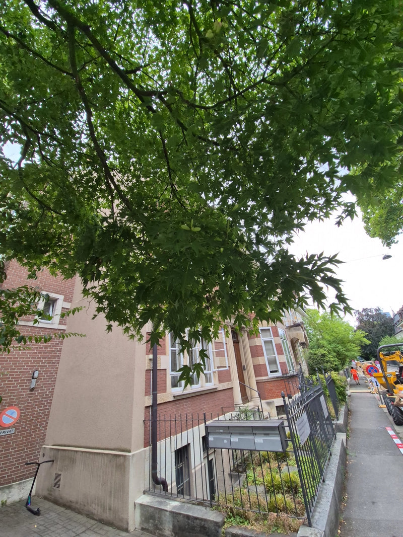Das Bild zeigt die typischen, tief gelappten Blätter eines Fächer-Ahorns, der vor einem städtischen Wohnhaus wächst. Die Äste hängen über den Gehweg und biet...