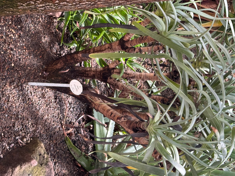 Fächer-Aloe — Bild 1 von 1