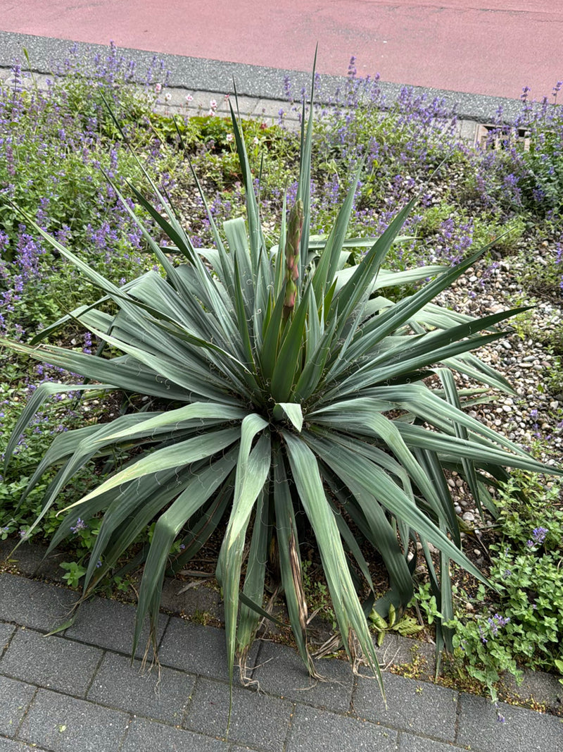 Fädige Palmlilie — Bild 3