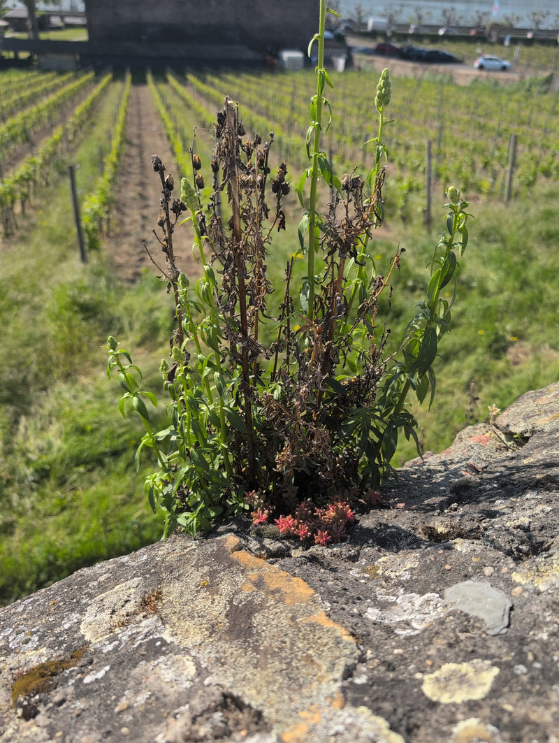 Zu sehen ist eine Färber-Resede, die auf einer alten Steinmauer vor einem Weinberg wächst. Im Hintergrund sind Rebstöcke zu erkennen.