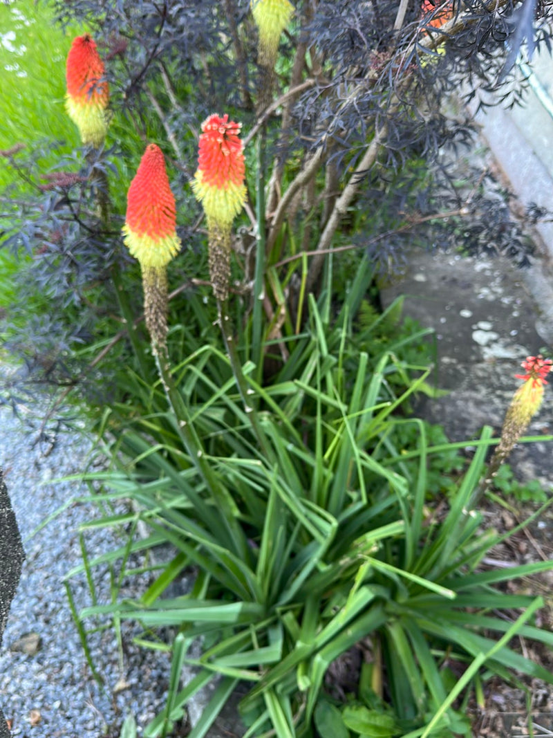 Fackellilie — Bild 3