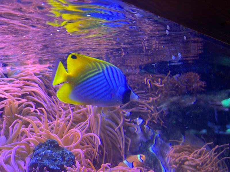 Fadelflossen-Falterfisch — Bild 1 von 1
