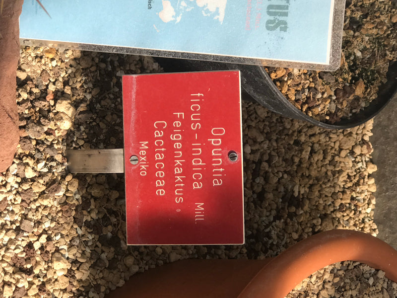 Feigenkaktus — Bild 5 von 16