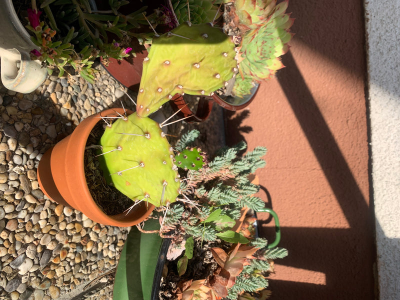 Auf dem Bild ist ein junger Feigenkaktus in einem kleinen Tonblumentopf zu sehen, umgeben von anderen Sukkulenten auf Kiesgrund. Die flachen Triebe sind mit ...