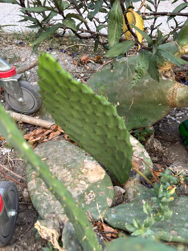 Feigenkaktus (Gattung Opuntia) — Bild 1