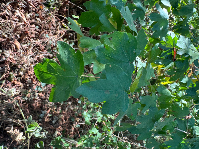 Feldahorn — Bild 5 von 29