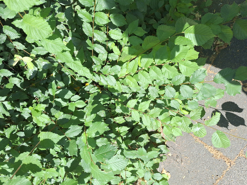 Feld-Ulme — Bild 2
